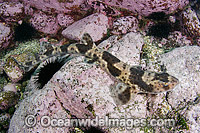 Redspotted Catshark Schroederichthys chilensis Photo - Andy Murch