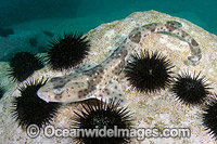 Redspotted Catshark Photo - Andy Murch