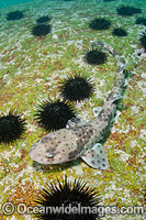 Redspotted Catshark Schroederichthys chilensis Photo - Andy Murch