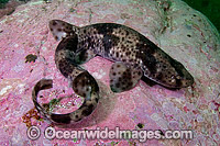 Redspotted Catshark Photo - Andy Murch