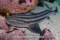 Pyjama Shark Photo - Andy Murch