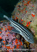 Pyjama Shark Poroderma africanum Photo - Andy Murch