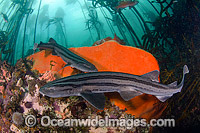 Pyjama Shark Poroderma africanum Photo - Andy Murch