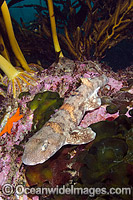 Puffadder Shyshark Haploblepharus edwardsii Photo - Andy Murch