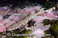 Puffadder Shyshark Photo - Andy Murch