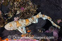 Puffadder Shyshark Haploblepharus edwardsii Photo - Andy Murch