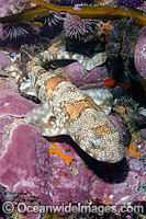 Puffadder Shyshark Photo - Andy Murch