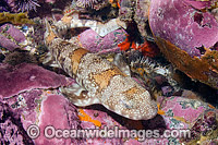 Puffadder Shyshark Haploblepharus edwardsii Photo - Andy Murch