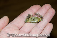 Puffadder Shyshark Photo - Andy Murch