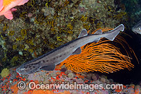 Leopard Catshark Photo - Andy Murch