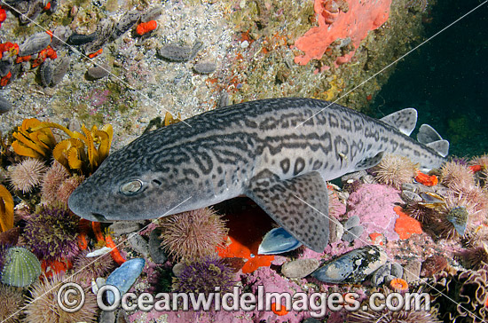 Leopard Catshark Poroderma pantherinum photo