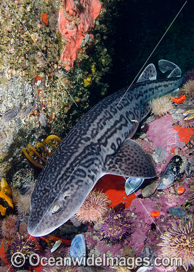 Leopard Catshark photo