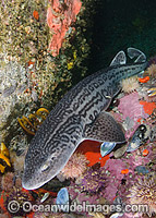 Leopard Catshark Photo - Andy Murch
