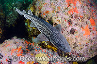 Leopard Catshark Poroderma pantherinum Photo - Andy Murch
