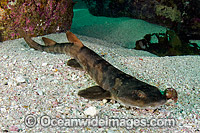 Dark Shyshark Photo - Andy Murch