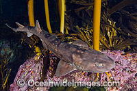 Dark Shyshark Haploblepharus pictus Photo - Andy Murch