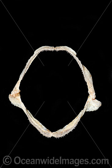 Brown Catshark Apristurus brunneus photo Brown Catshark Apristurus brunneus photo