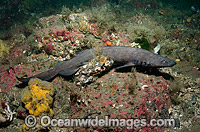 Brown Catshark Photo - Andy Murch
