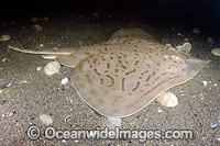 Clearnose Skate Raja eglanteria Photo - Andy Murch