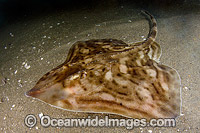 Clearnose Skate Raja eglanteria Photo - Andy Murch