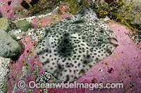 Shorttail Fanskate Sympterygia brevicaudata Photo - Andy Murch