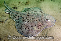 Winter Skate Raja ocellata Photo - Andy Murch