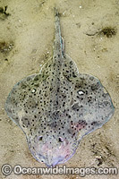 Winter Skate Raja ocellata Photo - Andy Murch