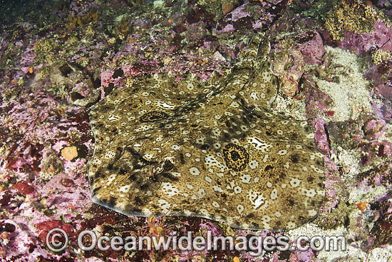 Starry skate Raja stellulata photo Starry skate Raja stellulata photo