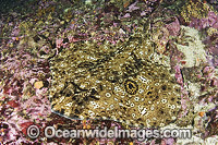 Starry skate Raja stellulata Photo - Andy Murch
