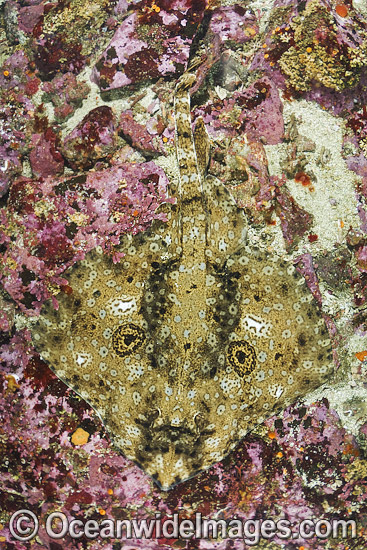 Starry skate Raja stellulata photo Starry skate Raja stellulata photo