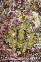 Starry skate Raja stellulata Photo - Andy Murch