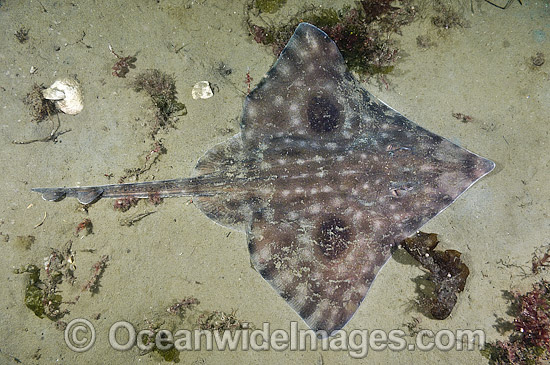 Big skate Raja binoculata photo Big skate Raja binoculata photo