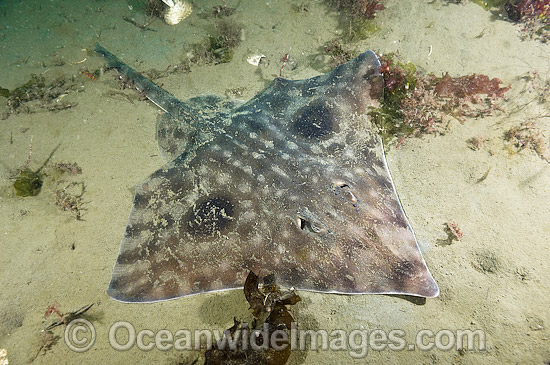 Big skate Raja binoculata photo Big skate Raja binoculata photo