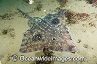Big skate Raja binoculata Photo - Andy Murch