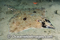 Longnose Skate Raja rhina Photo - Andy Murch