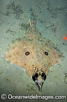 Longnose Skate Raja rhina Photo - Andy Murch