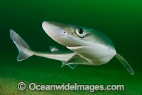 White-spotted Spurdog Photo - Andy Murch
