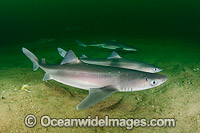 White-spotted Spurdog Squalus acanthias Photo - Andy Murch