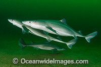 White-spotted Spurdog Photo - Andy Murch