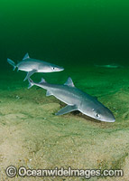 White-spotted Spurdog Squalus acanthias Photo - Andy Murch