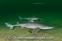 White-spotted Spurdog Photo - Andy Murch