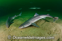 White-spotted Spurdog Squalus acanthias Photo - Andy Murch