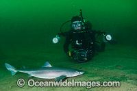 White-spotted Spurdog Photo - Andy Murch
