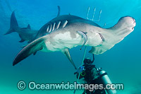 Great Hammerhead Shark Photo - Andy Murch