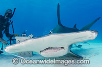 Great Hammerhead Shark Bahamas Photo - Andy Murch