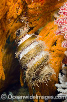Mexican Horn Shark Egg Case Photo - Andy Murch