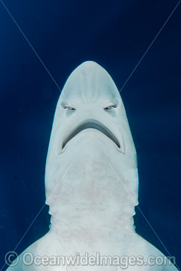 Brown Smooth-Hound Shark photo Brown Smooth-Hound Shark photo