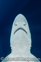 Brown Smooth-Hound Shark Photo - Andy Murch