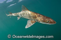 Grey Smoothhound Shark Mustelus californicus Photo - Andy Murch