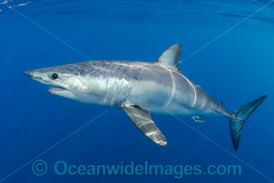 Shortfin Mako Shark photo Shortfin Mako Shark photo